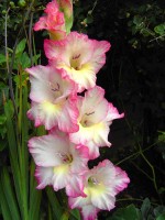 Gladiolen zijn geen interessante supply chain-objecten