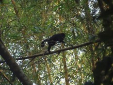 Uitbesteden: hoe hoger in de de boom, des te gelukkiger de aap