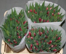 Debutante zeer groen