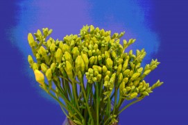 Snijbloemen transport