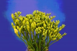 Snijbloemen transport