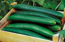 Sorteren van komkommers