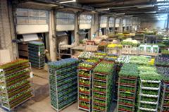 Nieuwe docks voor FloraHolland in Venlo