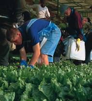 Sla oogsten bij Langmead