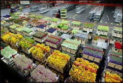 Bloemenexporteur krijgt inzicht in logistieke kosten
