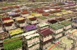 Bloemenveiling
