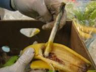 Cocaine in bananen
