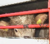 kalf in transport
