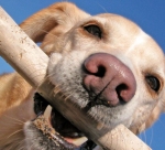 Nestlé Purina vereenvoudigt communicatie met vervoerders