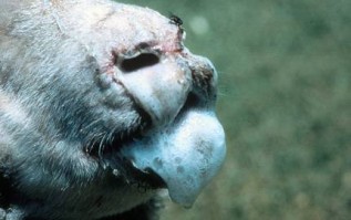 Veetransport veroorzaakt verspreiding blauwtongvirus Foto - University of Sydney
