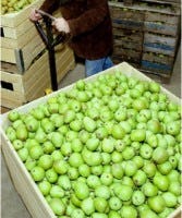 Fruit in koelcel - Foto ANP