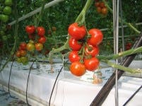 Vereijken Kwekerijen kiest voor WMS van Van Boxtel