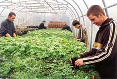 Greenports Nederland Visie 2040