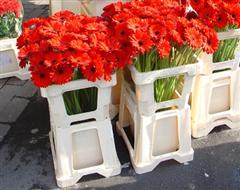 Met vraaggestuurde logistiek wil FloraHolland het mogelijk maken om fusten af te leveren op afroep