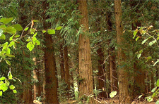 Geld besparen met groene logistiek