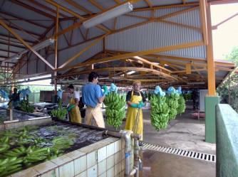 Chiquita wint duurzame logistiek prijs 