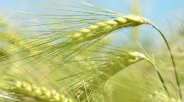 AgroFoodLink bundelt krachten in grensgebied
