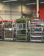 FloraHolland weg uit Venlo