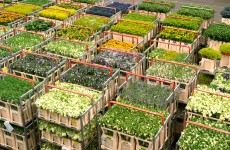 Transport van planten