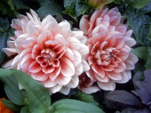 Bloemen voor het eerst per schip naar Finland