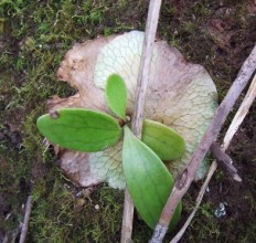 SCA gaat CO2-neutraal distribueren