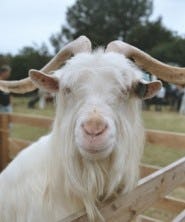 Bettine Groep live met ERP