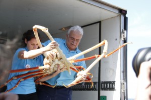 reuzenspinkrab