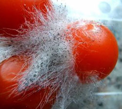 Wageningen: 'Voedselderving telt zwaarder dan voedseltransport