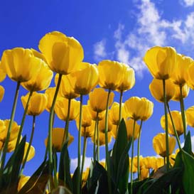 Enorm kostenvoordeel haalbaar bij droog bloementransport