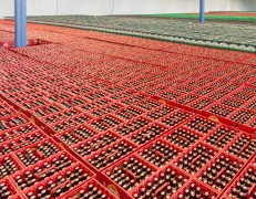 Supermarktconcern C1000 opent tijdelijk zijn voormalige distributiecentrum in Eindhoven voor de grootscheepse weekactie: drie halen, twee betalen’ van alle A-merk kratten bier. C1000 verwacht dat er d