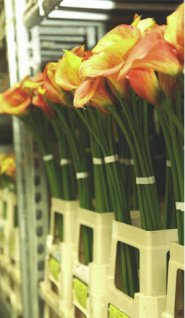 FloraHolland