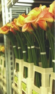 FloraHolland