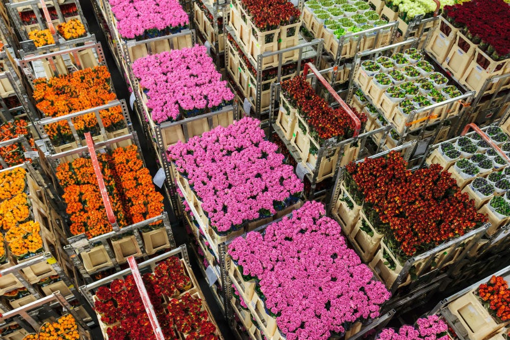 ACM geeft FloraHolland groen licht voor Floriway