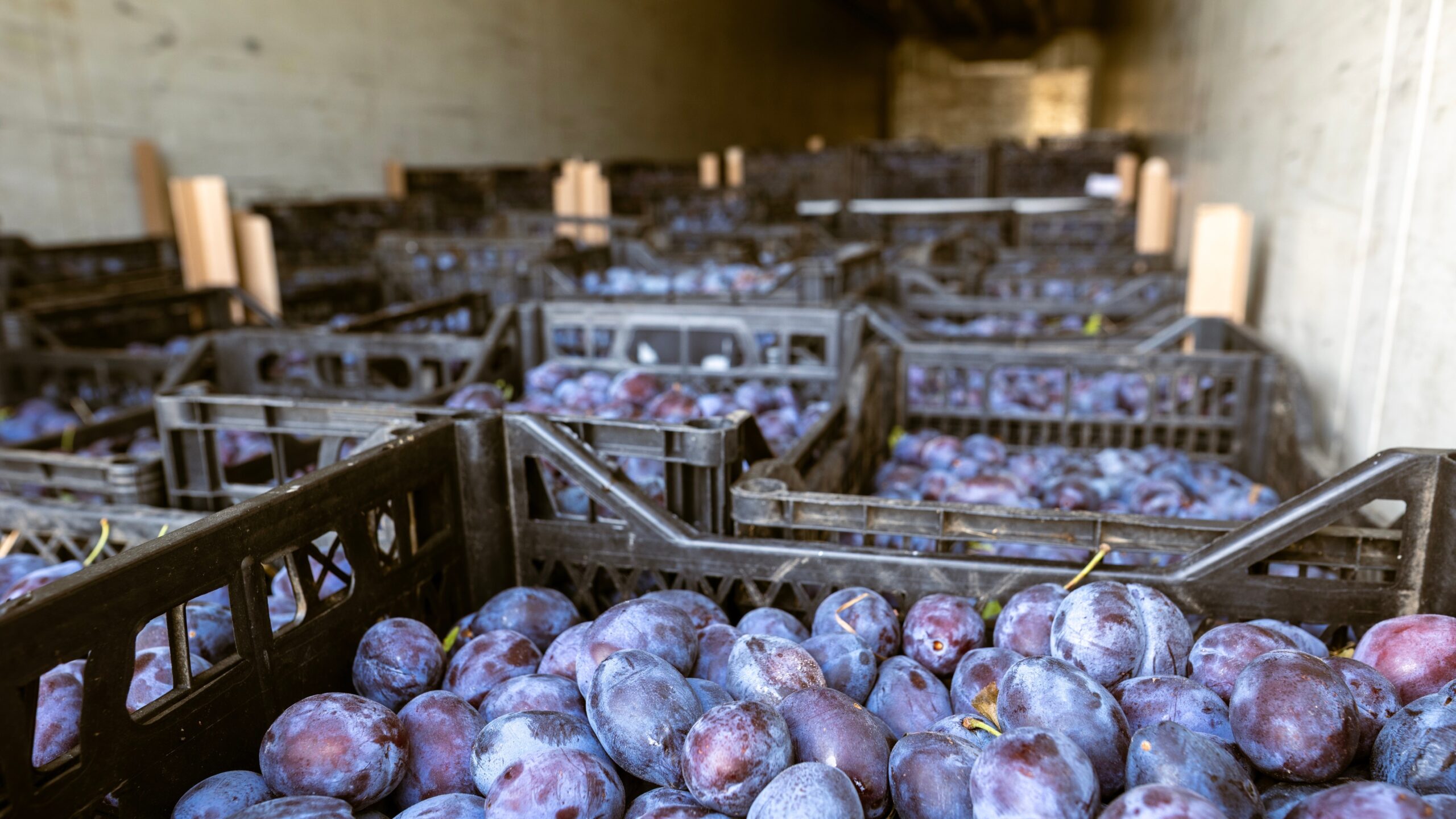 Foto: Sodel Vladyslav / Shutterstock