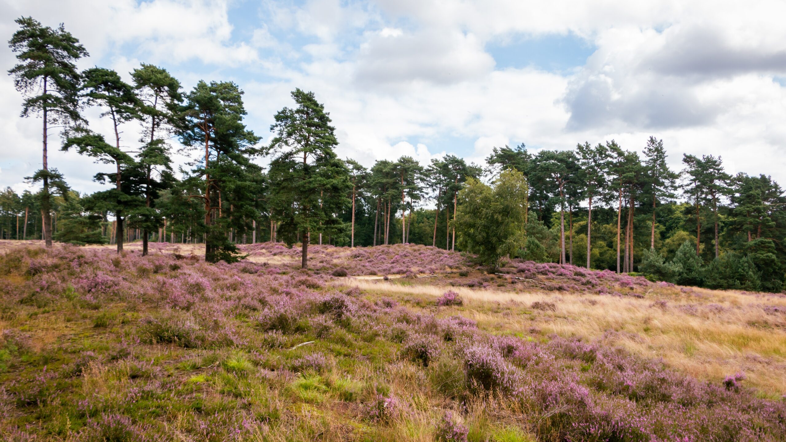 Foto: Hulshof pictures / Shutterstock